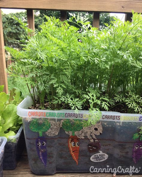 Carrots Garden, Garden Carrots, Soil Recipe, Carrot Gardening, Growing Carrots, Container Planting, Bucket Gardening, Container Gardening Flowers, Garden Veggies