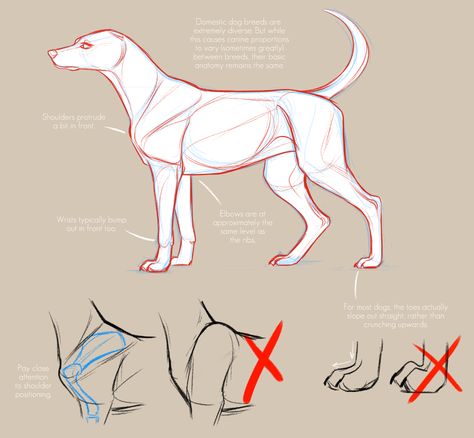 Dog Anatomy Reference Drawing, How To Draw Dog Anatomy, Drawing Dog Reference, Dog Structure Drawing, Animal Anatomy Study, Drawing Dogs Tutorial, Dog Drawing Anatomy, Dog Pose Reference Drawing, Animal Anatomy Reference