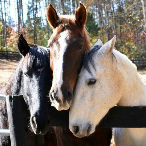 Mustang boys Three Horses, Equestrian Aesthetic, Horse Wallpaper, Dressage Horses, Horse Trailers, Horse Pattern, All The Pretty Horses, Bridles, Horse Crazy