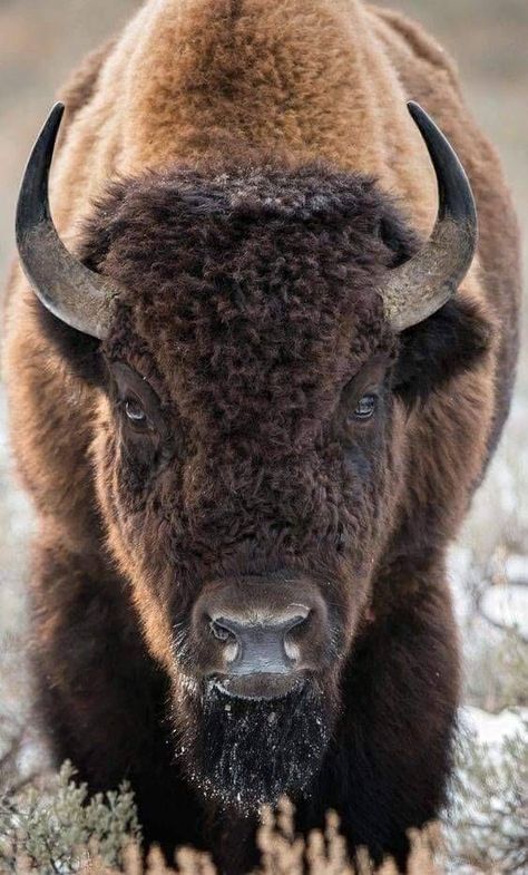 Buffalo Pictures, Bison Photography, Bison Tattoo, Bison Photo, Buffalo Painting, Buffalo Animal, Bison Art, Wild Animals Photography, Photo Animaliere