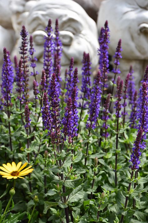 Click to view a full-size photo of Caramia Meadow Sage (Salvia nemorosa 'Caramia') at Longfellow's Greenhouses Waterville Maine, Meadow Sage, Salvia Nemorosa, Blue Plants, Outdoor Pots, Herbaceous Perennials, Low Maintenance Plants, Violet Flower, Bedding Plants