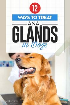 Dogs Glands, Dog Glands, Dog Training At Home, Double Doodle, Puppy Tips, Training At Home, Dog Behavior Training, Dog Remedies, Pet Tips