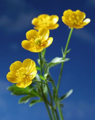 buttercup, buttercup flower, buttercup flowers Bittersweet Plant, Buttercup Flowers, Wildflower Wedding Bouquet, Manipura Chakra, Buttercup Flower, Wild Flower Meadow, Pendant Tutorial, Abstract Floral Art, Wildflower Garden