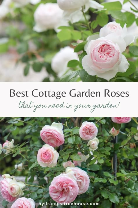 Cottage Style Planters, English Flower Garden Cottage Style, Rose And Hydrangea Garden, Cottage Garden Roses, Roses Growing, Dreamy Backyard, Gardening Wallpaper, Gardener Aesthetic, Backyard Goals