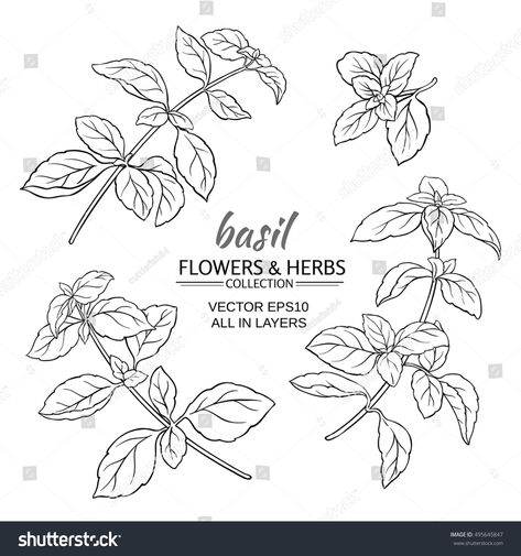 Basil Line Drawing, Basil Plant Drawing, Basil Leaf Drawing, Basil Plant Tattoo, Basil Tattoo Simple, Basil Leaf Tattoo, Basil Tattoo, Basil Drawing, Basil Illustration