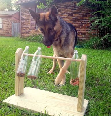 Bark City Doggy Daycare: DIY Enrichment Games For Your Dog Dog Backyard, Dog Treat Dispenser, Dog Agility Course, Homemade Dog Toys, Diy Dog Crate, Diy Dog Toys, Dog Yard, Dog Playground, Dog House Diy