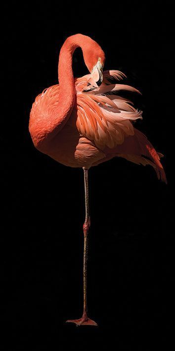 'Flamingo II' by Marina Cano Found this cute flamingo photo while browsing :) Flamingo Pictures, Flamingo Photo, Flamingo Art Print, Flamingo Wallpaper, Flamingo Art, Jolie Photo, Pink Flamingo, Animal Wallpaper, Nature Scenes