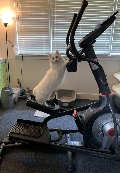 15 Mustachioed Assistants Who are Not Confused by the Fact That They Have Paws Cat Workout, Cat Gym, Cat Work, Cat Exercise, Cat Pfp, Cat Model, Adorable Cats, Photo Calendar, Meow Meow