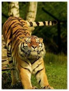 Indochinese Tiger, South China Tiger, Malayan Tiger, Wildlife Photography Tips, Tiger Love, Evolutionary Biology, Tiger Pictures, Cat Reference, Outdoors Tattoo