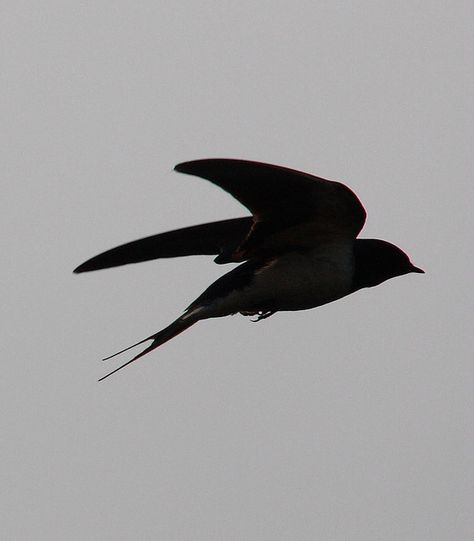 Swallows training & feeding their young - on roof, line & on the wing, Herefordshire (English Welsh borders) early one morning in June 2008, by JB Photographer Swallow Aesthetic, Swallow In Flight, Free Like A Bird, Bird Silhouette Art, Illustration Moodboard, Family Ski Vacation, Vase Project, Bird Images, Bird Nests