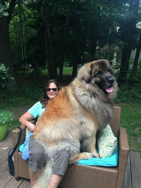 Leon Berger Dog, Estrela Mountain Dog, Leonberger Dog, Caucasian Shepherd Dog, Caucasian Shepherd, Rare Dogs, Big Dog Breeds, Giant Animals, Huge Dogs