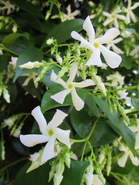 Star Jasmine Flower Tattoo, Star Jasmine Drawing, Star Jasmine Tattoo, Star Jasmine Flower, Star Jasmine Vine, Jasmine Vines, Jasmine Tattoo, Trachelospermum Jasminoides, Witchy Garden