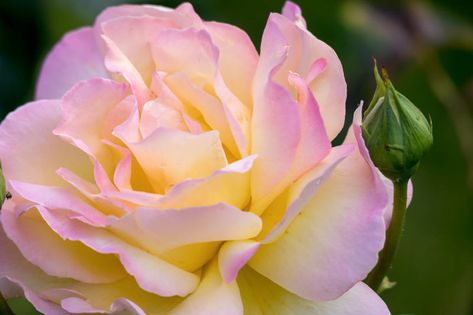 Rose Garden Ideas, Rose Companion Plants, Flower Garden Pictures, Roses Yellow, Peace Rose, Hybrid Tea Rose, Diy Rose, Types Of Roses, Planting Shrubs