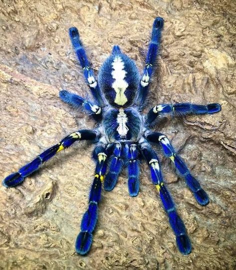 Cool Spider Species, Aesthetic Tarantula, Peacock Tarantula, Tarantula Room, Rare Spiders, Cool Spiders, Pretty Spiders, Unique Spiders, Colorful Spiders