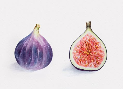 Fig Drawing, Watercolor Food Illustration, Mises En Page Design Graphique, Watercolour Texture Background, Watercolor Food, Watercolor Fruit, A Husky, Botanical Painting, Color Painting