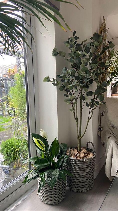 'I Absolutely love the Eucalyptus tree from Artificial Eden. Thank you! I ordered this because I got the idea from The White Company, it has a eucalyptus tree in the shop window . I ordered it and the next day it arrived in a sturdy box and wrapped in paper no plastic!! Customer service was amazing! Well done! Love businesses that know what they’re doing! 😍' @maria20xx Faux Eucalyptus Tree, Grey Wicker Baskets, Dixon Homes, Eucalyptus Plant, Earthy Neutrals, Rock Plants, Green Vibes, House Hacks, Artificial Plants And Trees