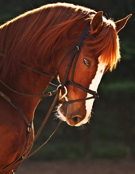 Cai Arabi, Ahal Teke, Heavenly Creatures, Enchanted Wood, Horse Wallpaper, Most Beautiful Horses, Most Beautiful Animals, Majestic Horse, Brown Horse