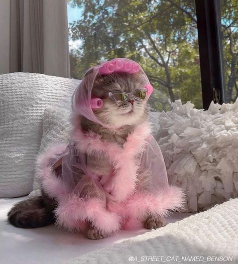 Stuck on #quarantine? discover easy way to destress—and look your best—while staying #home. #selfcare Baby Cats, Image Chat, Cat Aesthetic, Silly Cats, Cat Clothes, Pretty Cats, Cat Drawing, Cute Little Animals, 귀여운 동물