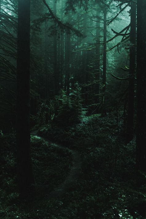 Dark Moss Aesthetic, Dark Green Woods Aesthetic, Smaragdine Aesthetic, Dark Dense Forest, Dark Green Trees Aesthetic, Deep Forest Green Aesthetic, Dark Forest Green, Dark Green Forest, Dark Green Forest Aesthetic