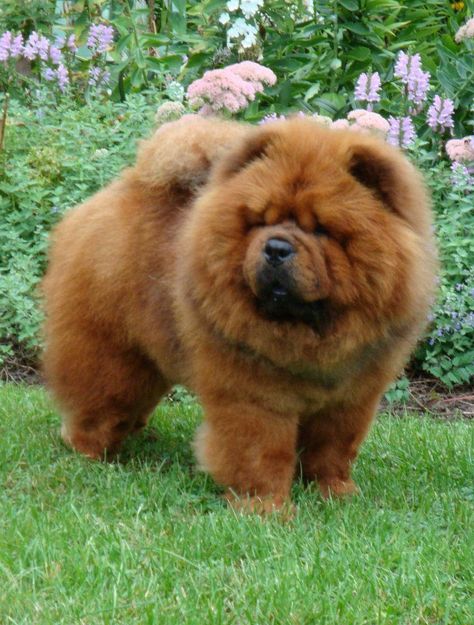 Why Chow Chow are Cutest & Expensive Dogs in The World ? Cute Chow Chow Puppies | Cute Funny Dog The distinctive-looking Chow Chow dog breed has a proud, independent spirit that some describe as catlike. They can be aloof — if you’re looking for a cuddle buddy, this probably isn’t the best breed for you — and downright suspicious of strangers. But for the right person, they can be a fiercely loyal companion. Red Chow Chow, Chow Chow Dog Puppy, Chow Chow Puppies, Perros Chow Chow, Chow Dog Breed, Chow Puppies, Most Expensive Dog, Chow Chow Dog, Protective Dogs