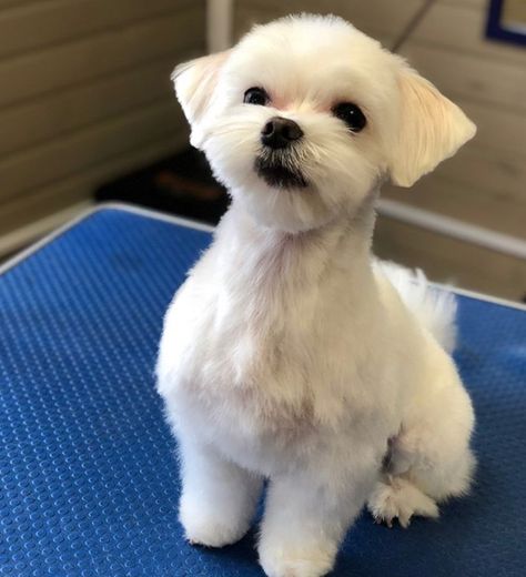 30 Best Maltese Haircuts for Dog Lovers – Page 6 – The Paws Shitzu Maltese Haircuts, Maltese Shitzu Haircut, Princess Haircuts, Maltese Puppy Cut, Maltese Haircuts, Maltese Dogs Haircuts, Maltese Haircut, Puppy Haircut, Dog Grooming Styles