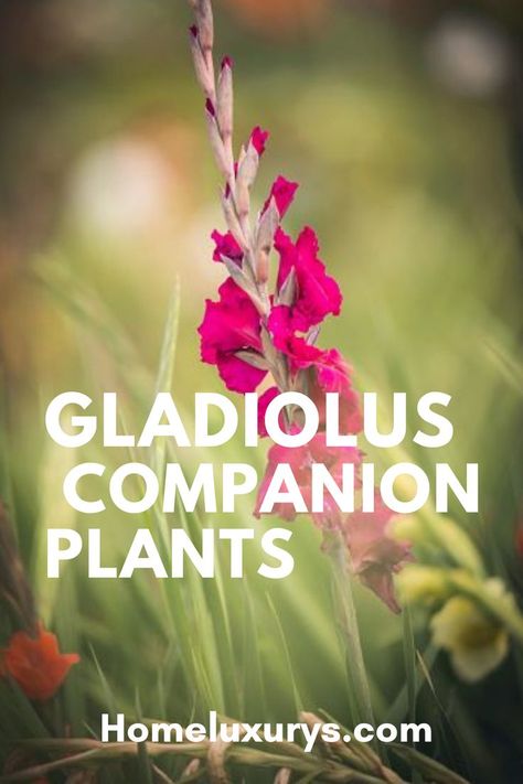 Lilies And Gladiolus, Gladiolus Planting Ideas, Gladiolus Bulbs How To Plant, Planting Gladiolus Bulbs In Containers, Growing Gladiolus Bulbs, When To Plant Gladiolus Bulbs, Gladiolus Garden Ideas, Gladiolus In Garden, How To Plant Gladiolus Bulbs