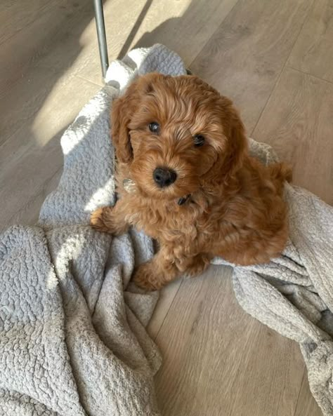 Puppy Labradoodle, Dog Labradoodle, Labradoodle Mini, Brown Labradoodle, Mini Labradoodle Puppy, Mini Labradoodle, Labradoodle Miniature, Australian Labradoodle Puppies, Puppy Fever