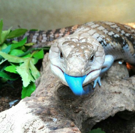 AMAZING Skink Lizard, Lizard Dragon, Blue Tongue Skink, Cute Lizard, Cute Reptiles, Reptiles Pet, Australian Animals, Crocodiles, Reptiles And Amphibians