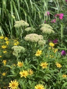 5 Late Summer Flowers To Bring Your Garden Into Fall Flower Garden Images, Summer Blooming Flowers, Fall Flowers Garden, Garden Tools Diy, Hydrangea Varieties, Late Summer Flowers, Fall Gardening, Garden Tattoo, Summer Flowers Garden