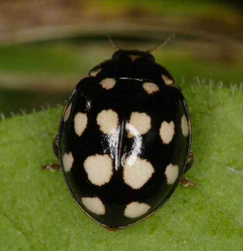 black ladybug Ladybug Animal, Black Beetle, Black Ladybug, Lady Beetle, Cool Bugs, Lady Bugs, Beautiful Bugs, Creepy Crawlies, Beautiful Beautiful