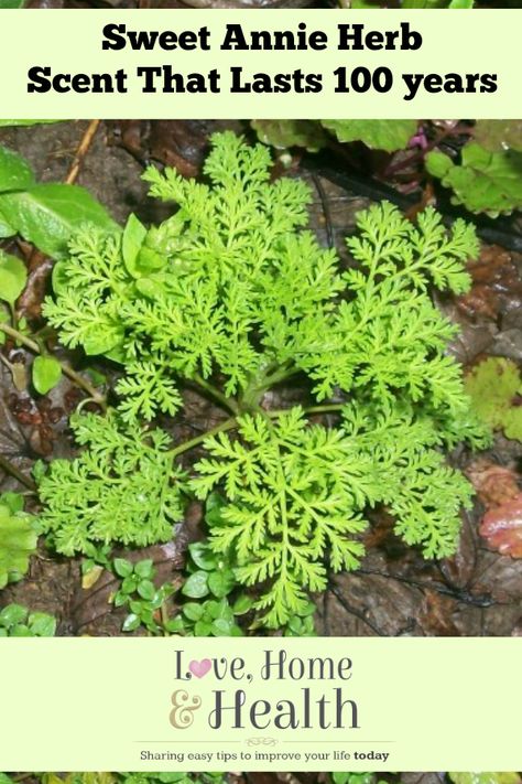 #Gardening Sweet Annie Herb - www.LoveHomeandHealth.com Sweet Annie Uses, Sweet Annie Plant, Sweet Wormwood, Herbal Pharmacy, Flower Arranging Tutorial, Gardening Herbs, Medicinal Herbs Garden, Sweet Annie, Blog Challenge