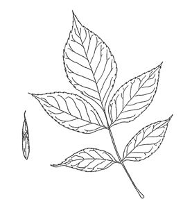 ash Ash Tree Leaves, Ash Leaf, Ash Tree, Tree Leaves, Ash, Leaf Art, Leaf Tattoos, Maple Leaf, Maple Leaf Tattoo