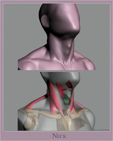 ArtStation - Anatomy Studies - Part 01 Neck Muscle Anatomy, 남성 근육, 3d Anatomy, Head Anatomy, Man Anatomy, Anatomy Sculpture, Anatomy Tutorial, Human Anatomy Drawing, Muscle Anatomy