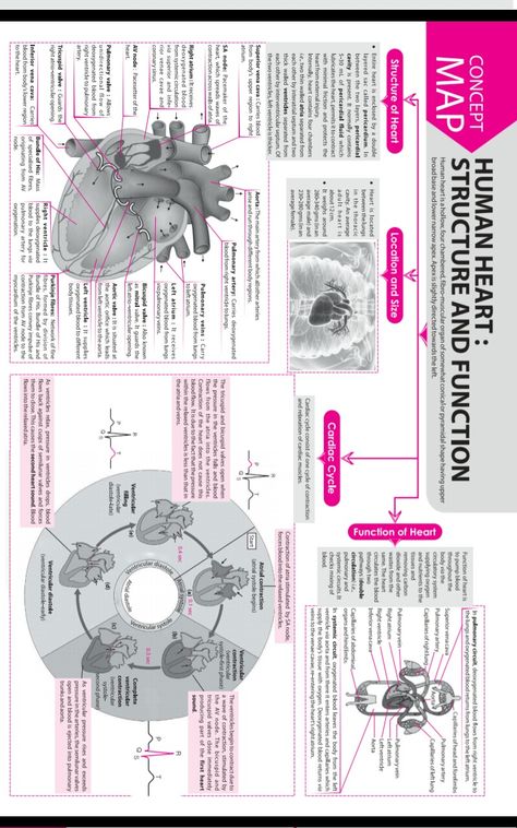 Heart [Concept Map ] Concept Map Science, Concept Map Ideas, Biology Revision Notes, Brain Map, Neet Biology, Bio Notes, Concept Maps, Learn Biology, Biology Revision