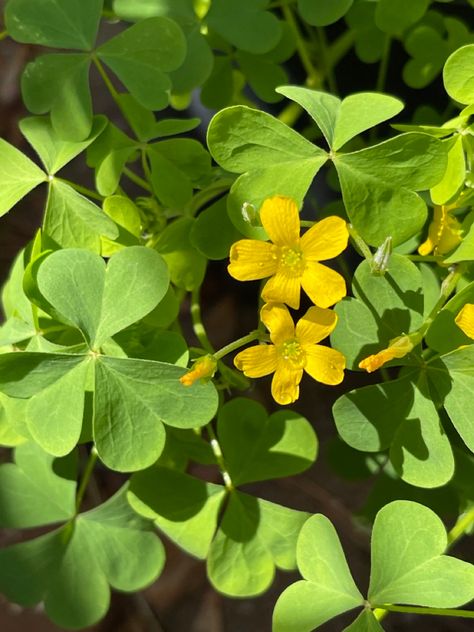 Southern Woodsorrel, sussex wood sorrel (Botanical name: Oxalis dillenii ) Sorrel Flower, Yellow Wood Sorrel, Flower Language, Wood Sorrel, Illustration Collage, White Magnolia, Scientific Illustration, Edible Plants, Tree Leaves