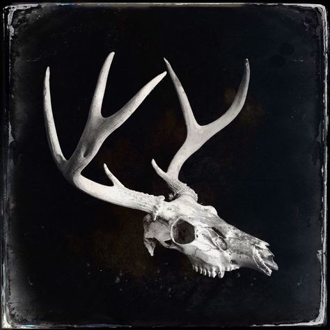 Deer Skull With Antlers, Deer Skull Aesthetic, Deer Skull Reference, Stag Skull, Deer Skull Photography, Deer Skull Tattoo, Deer Skull, Elk Skull, Deer Skull Tattoos