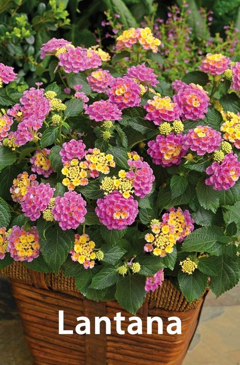 Full Sun Container Plants, Lantana Plant, Small Yard Landscaping, Container Garden Design, Short Plants, Container Gardening Flowers, Flower Garden Design, Small Yard, Drought Tolerant Plants