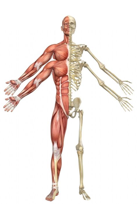 Skeleton Muscles, Arm Anatomy, Arm Drawing, Skeleton Anatomy, Human Skeleton, Four Arms, Body Reference Drawing, Bones And Muscles, Anatomy Drawing