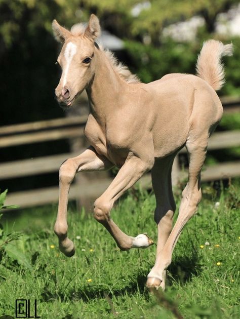 Palomino Horse, Baby Horses, Most Beautiful Animals, All The Pretty Horses, Horse Crazy, Cute Horses, Pretty Horses, Horse Pictures, Horse Love