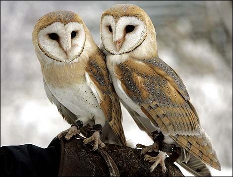 Barn Owls pair. Barn Owls mate for life and become very emotionally attached to their partner. Meet the Barn Owl - Album on Imgur Owl Facts, Owl Pellets, Snowy Owls, Awesome Owls, Beautiful Owls, Wise Old Owl, Barn Owls, Rodent Control, Owl Photos