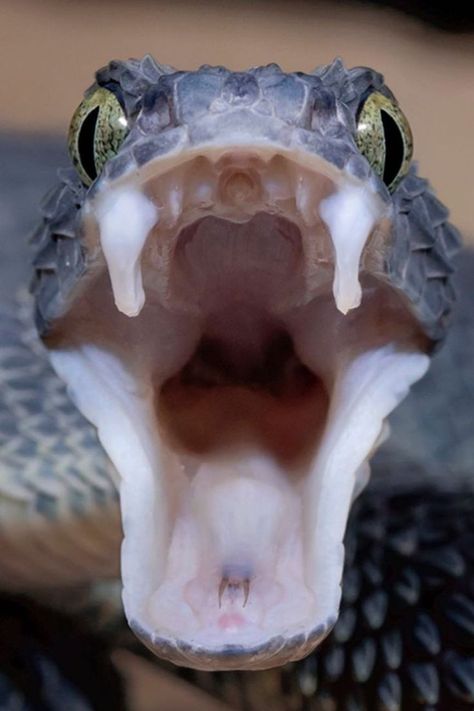 Dive into the fascinating world of snakes! Ever wondered how many teeth these incredible reptiles have? Uncover this snake secret and satisfy your curiosity. Explore the mysteries of nature! 

IG PHOTO BY : mark_kostich_photography

Snake Facts | Snake fangs | Snake teeth Snake Teeth, Snake Fangs, Snake Facts, Open Sesame, Scary Animals, Snake Venom, New Scientist, Apex Predator, Dream Meanings