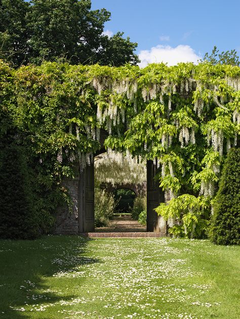 Cloister Garden, Petworth House, Wisteria Pergola, Cheap Pergola, White Wisteria, Sussex England, Covered Pergola, Pergola Plans, Pergola Patio