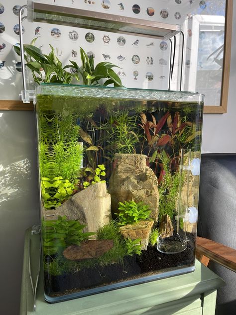 Fish Tank Goldfish, Eco Fish Tank, Studio Ghibli Fish Tank, Small Shrimp Tank, Beta Tank Ideas, Fish Tank Set Up, Cute Fish Tanks, Fish Tank Decor Ideas, Fish Tanks Ideas