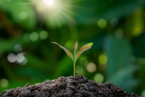 Seedlings grow from fertile soil with br... | Premium Photo #Freepik #photo #seedling #sapling #plant-grow #growing-tree Growing Coffee, World Earth Day, Social Well Being, Pintura Exterior, Seed Germination, Happy Earth, Growing Seeds, Photosynthesis, Plant Growth