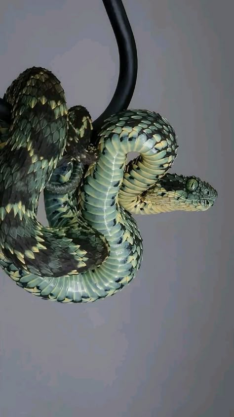 Cool Snakes, Pretty Snakes, Cute Snake, Cute Reptiles, Beautiful Snakes, Animal Study, 캐릭터 드로잉, Pretty Animals, Reptiles And Amphibians