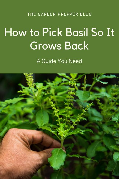 How To Pick Basil From Plant, How To Pick Basil, Harvesting Basil, Herbs Growing, Growing Basil, Basil Seeds, Herb Gardens, Basil Plant, Indoor Vegetable Gardening