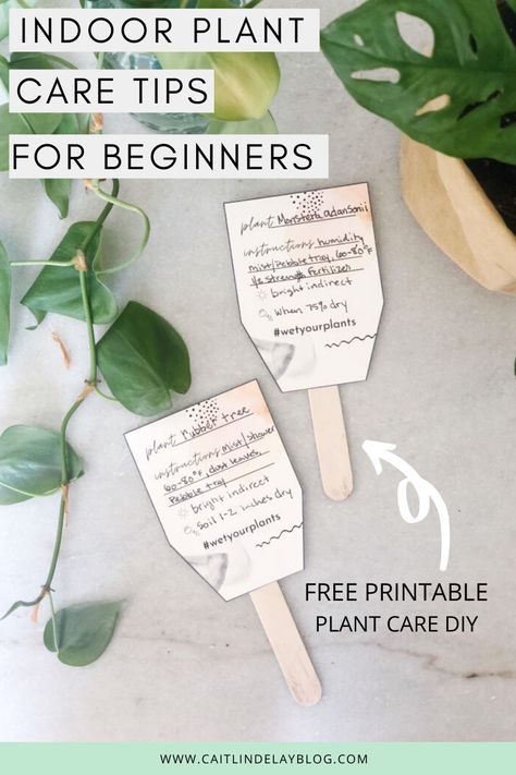 Caring for your houseplants is easier than you think! Here's a few beginner plant care tips for houseplant success!  How to care for your indoor plants. Houseplant care tips for beginners. FREE printable plant care card with easy DIY. #houseplants #indoorplants #indoorgardening #plantbabies #plantcarecard #DIY #beginner #guide #tips Plant Care Tags Printable, Plant Care Cards Diy, Printable Plant Care Cards, Plant Tags Diy, Plant Care Tags, Plant Labels Diy, Plant Care Cards, Garden Printables, Chinese Money Plant Care