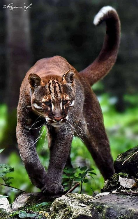 Asian Golden Cat, Golden Cat, Exotic Cats, Interesting Animals, Pretty Animals, Majestic Animals, Brussels Belgium, Cheetahs, Silly Animals