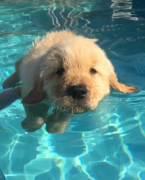 The cutest puppy ever trying to swim!  Hope this video brighten up your day  . . Video by: @goldenuniversecanil, take a look at their gallery ✨ Cutest Puppy Ever, Golden Retriever Mix, In The Pool, Golden Retrievers, A Puppy, Cute Creatures, 귀여운 동물, Cute Funny Animals, Animals Friends