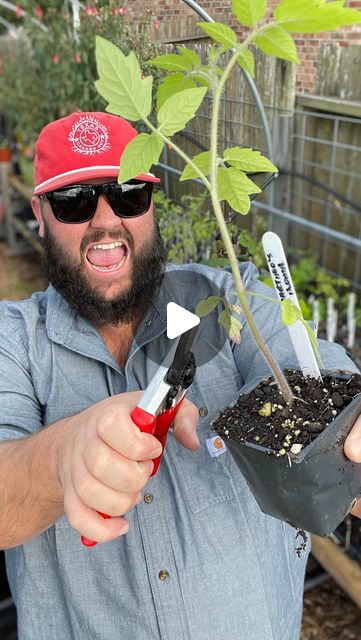 Destin Noak on Instagram: "Tips for Growing More Tomatoes in 2024!" Tomato Tree, Pruning Tomato Plants, Growing Tomato, Texas Garden, Growing Tomato Plants, Home Garden Ideas, Big Tomato, Garden Boxes Diy, Growing Tomatoes In Containers